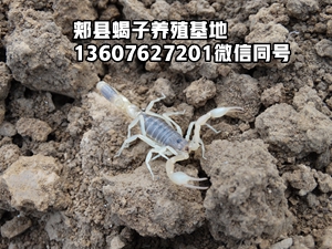 <strong>蝎子养殖孕蝎生产繁殖过程及养殖技术</strong>