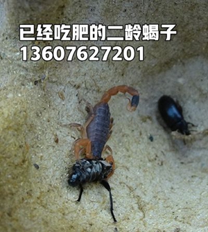 <strong>大棚蝎子养殖基地介绍塑料大棚蝎子养殖方法傻瓜养蝎法</strong>