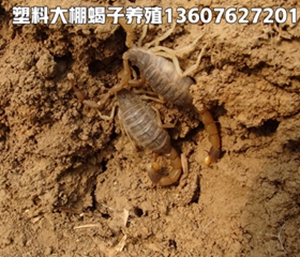 <strong>养殖蝎子怎么样，蝎子养殖基本常识技术介绍</strong>